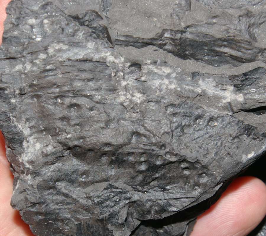 fossil millipede