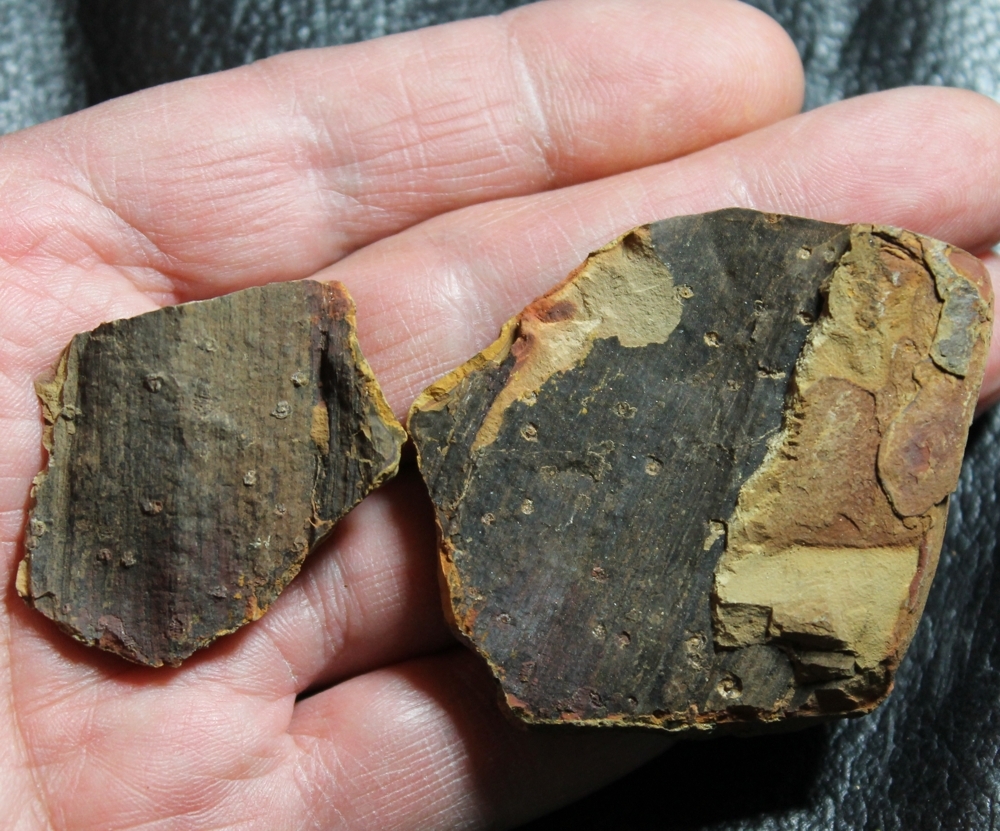 Spirorbis carbonarius