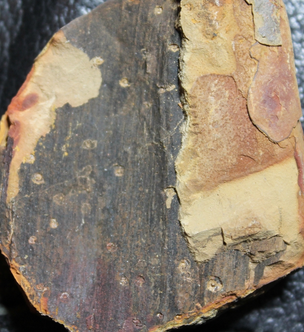 Spirorbis carbonarius