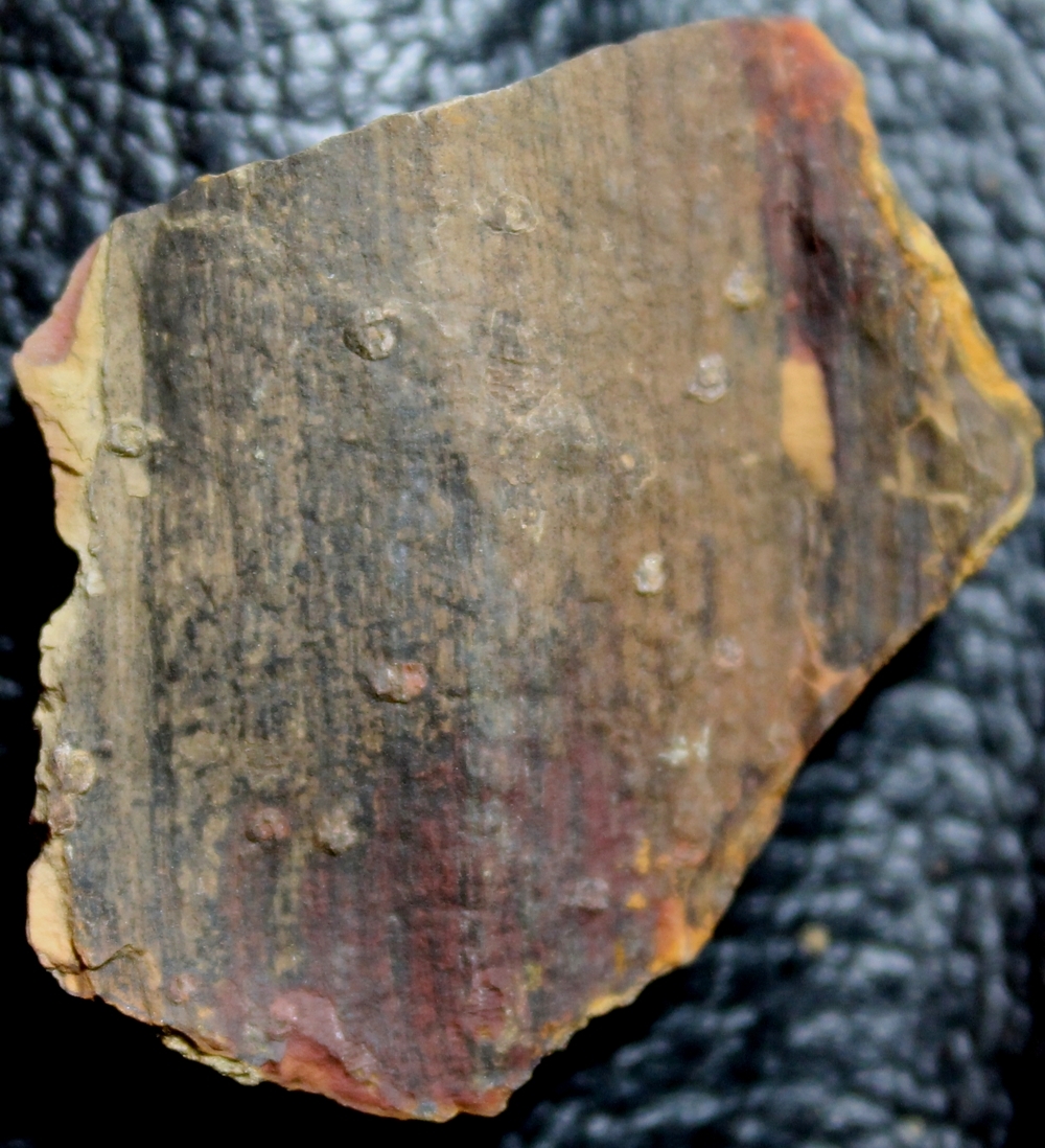 fossil worm