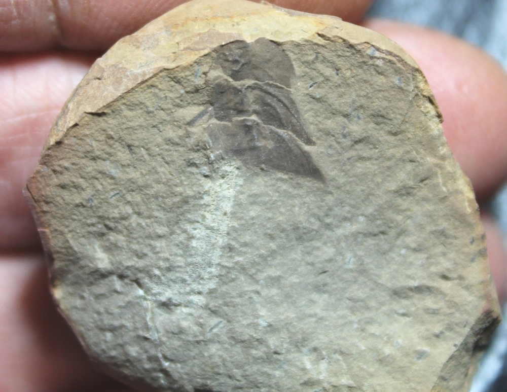 Palaeodictyoptera