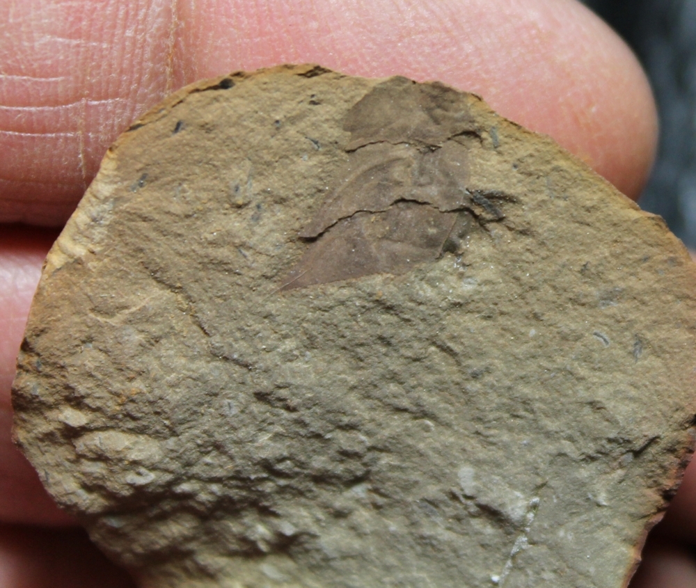 Carboniferous fossil insect