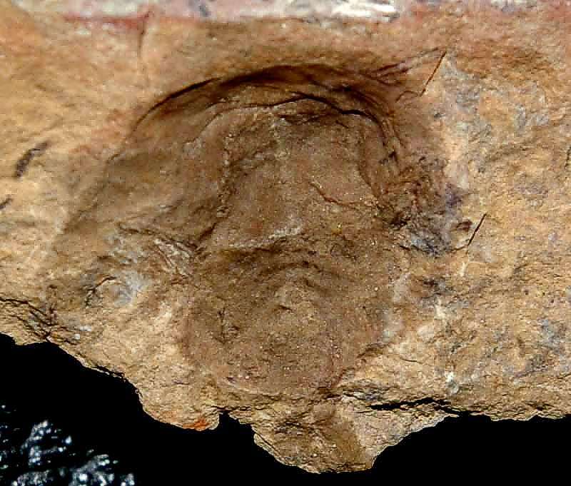 Fossil horseshoe crab