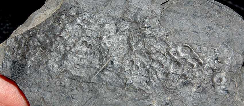 photos/Carboniferous Myriapod.jpg