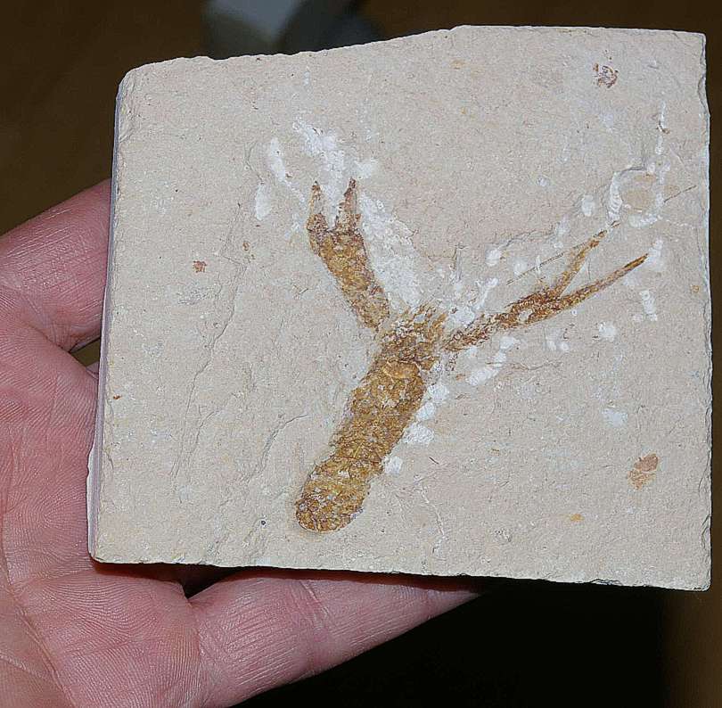 Fossil Lobster