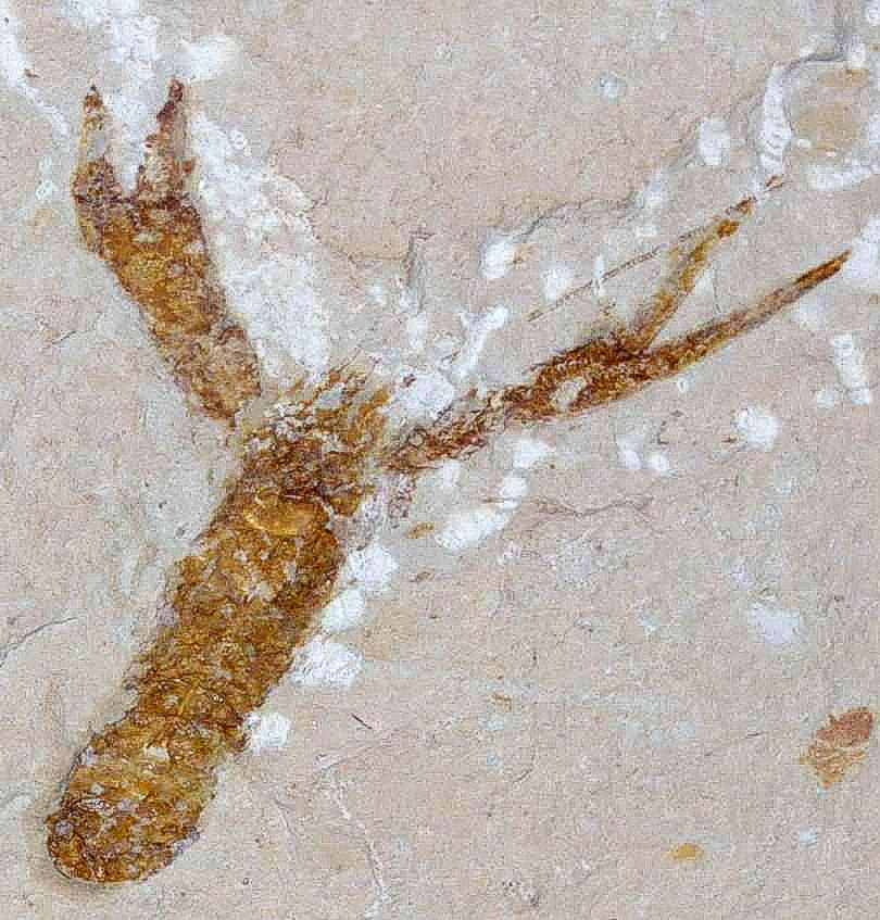 Fossil Lobster lebanon
