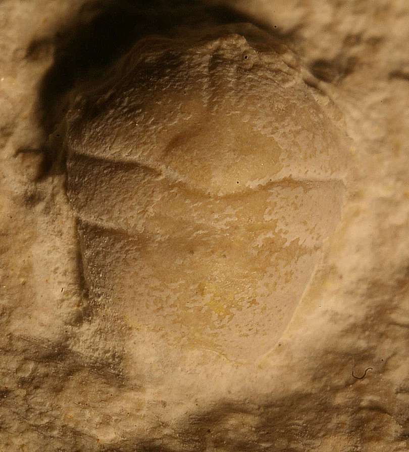 Fossil crab Pithonoton elongatum