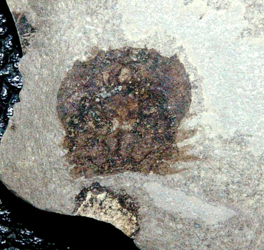 Fossil crab Portunus sp