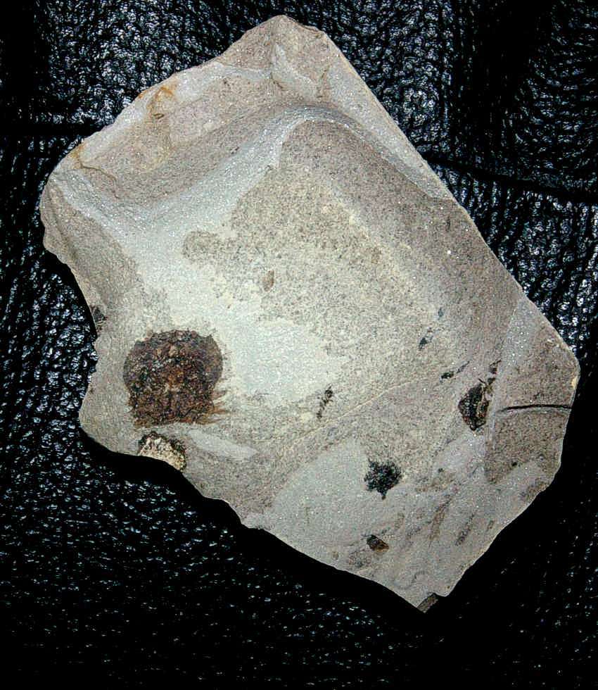Fossil crab Portunus sp