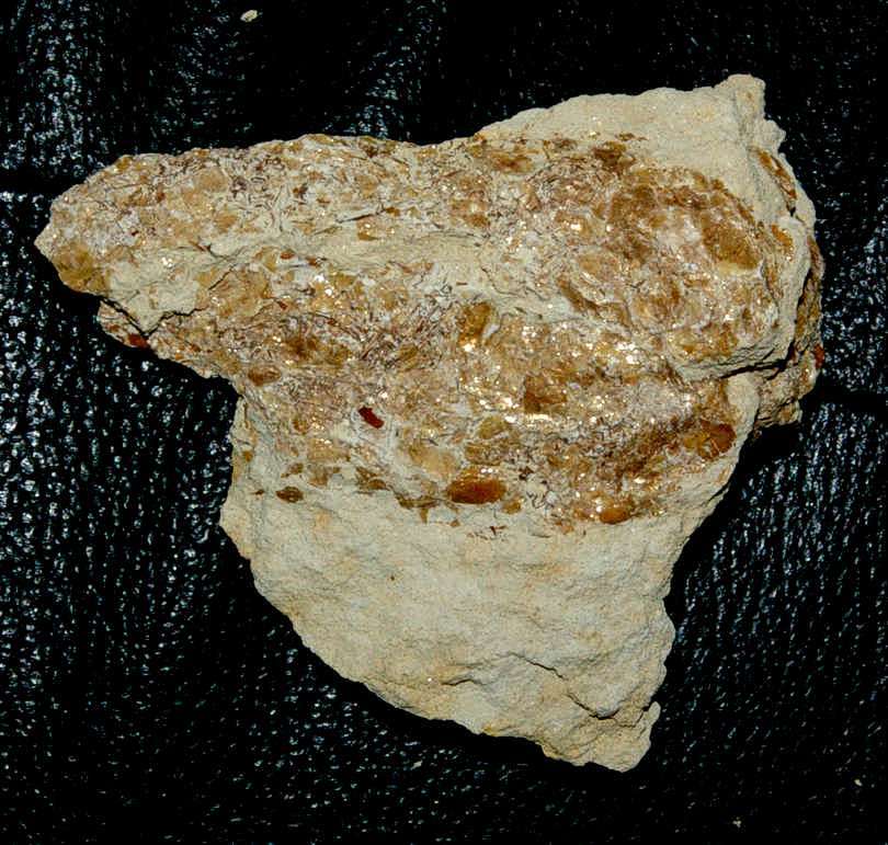 Fossil Crustacean burrow