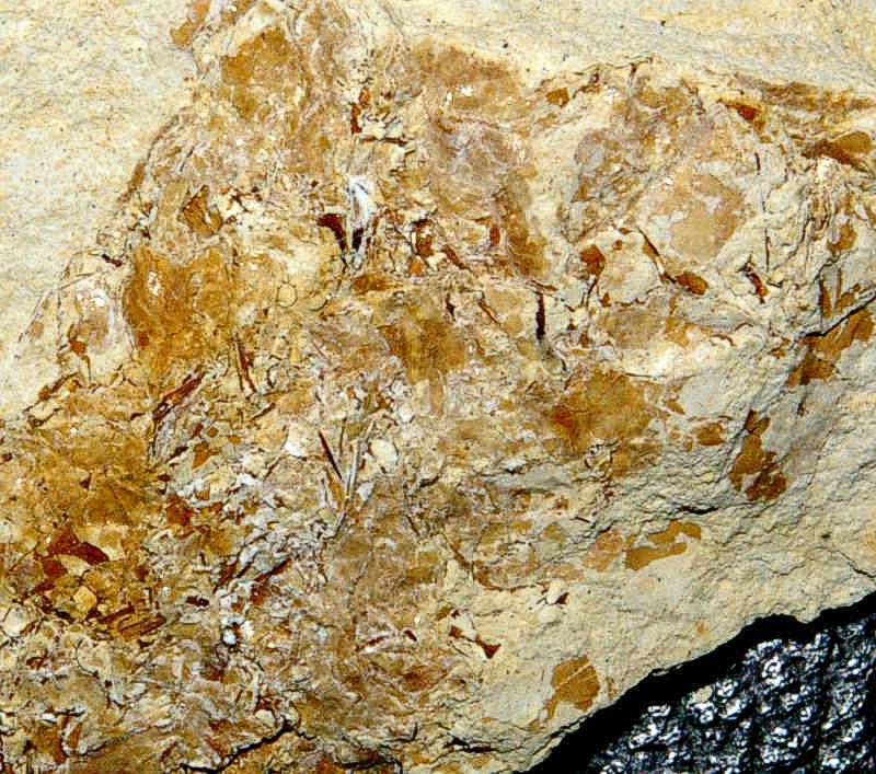 Fossil shrimp burrow