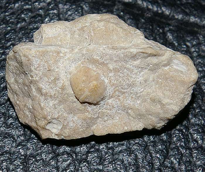 fossil crab