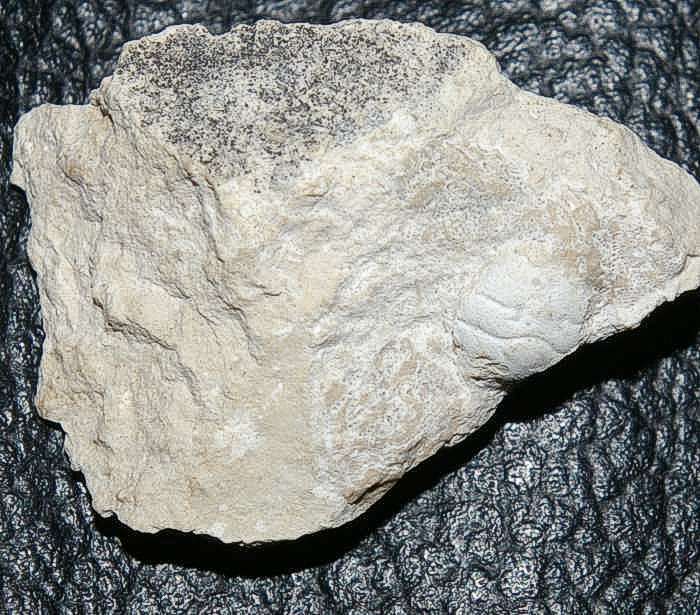 fossil crab