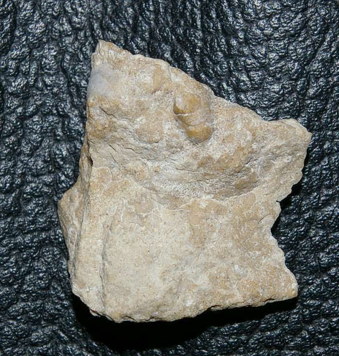 fossil crab