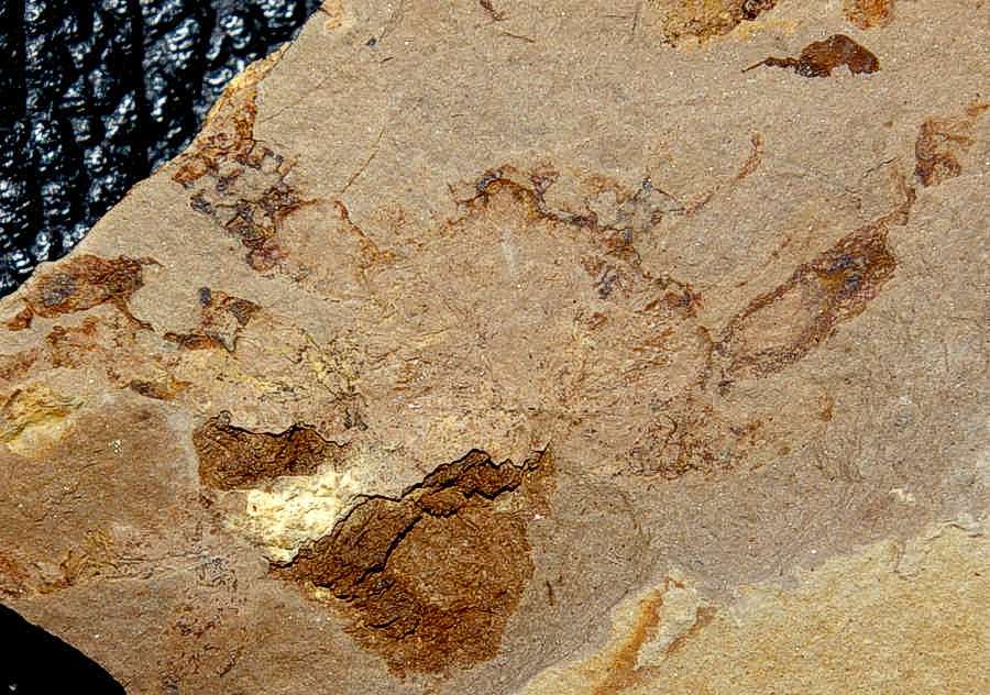 Fossil crab Portunus oligocenicus
