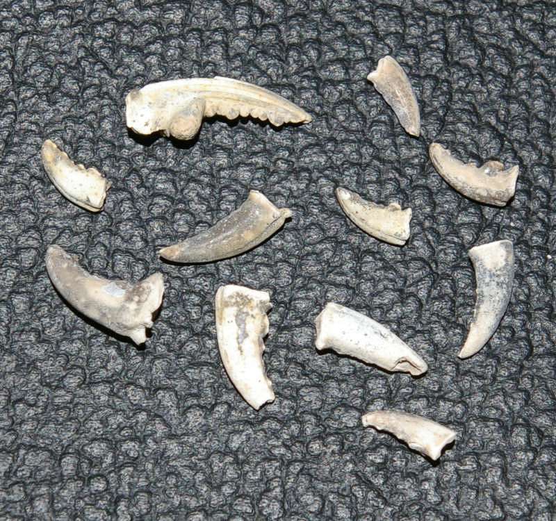 fossil crab