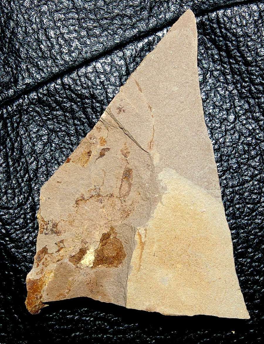 Fossil crab Portunus oligocenicus