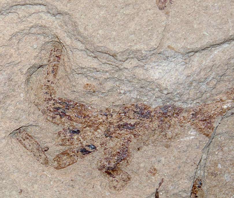 Oligocene crab 