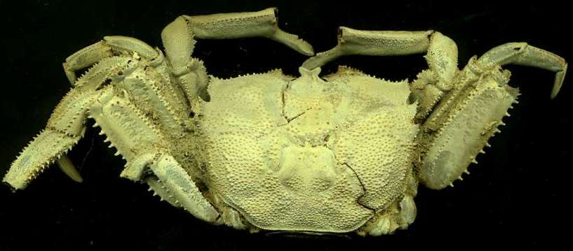Fossil crab Macropthalmus latrielli