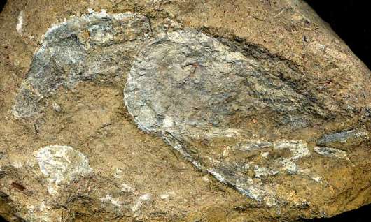 Fossil Lobster Mecochirus magnus