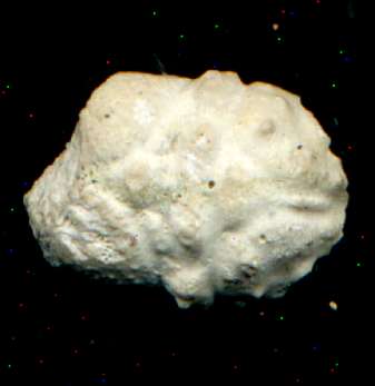 Fossil crab Nodoprosopon 