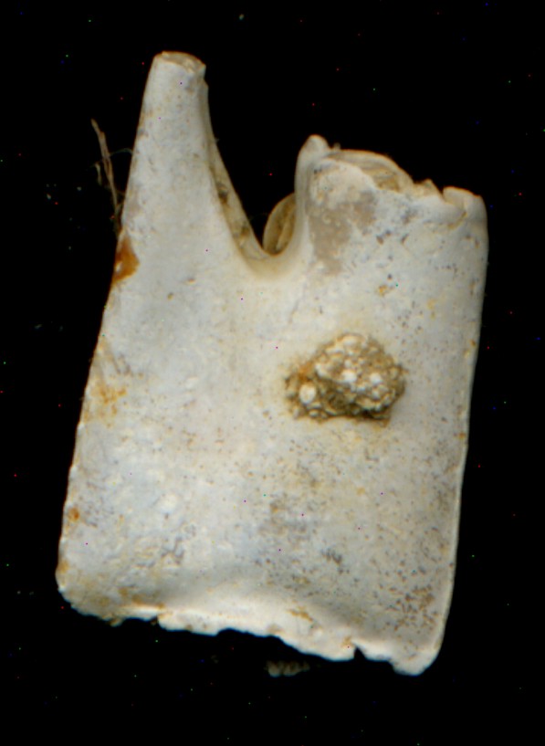 Fossil crab Callianassa macrodactylus
