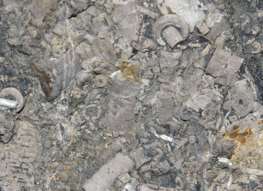  Carboniferous, Upper Visean Crinoids , www.amberabg.com