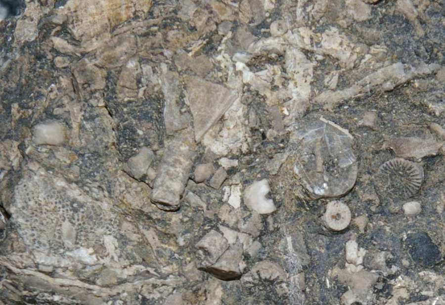  Carboniferous, Upper Visean Crinoids , www.amberabg.com