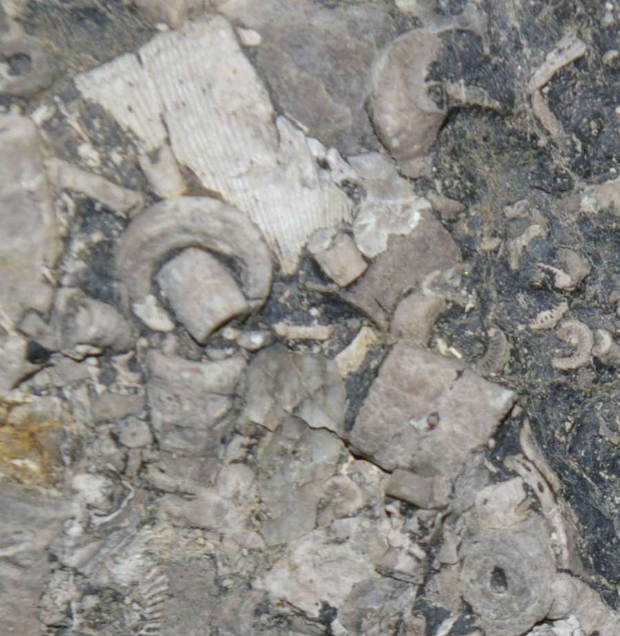  Carboniferous, Upper Visean Crinoids , www.amberabg.com