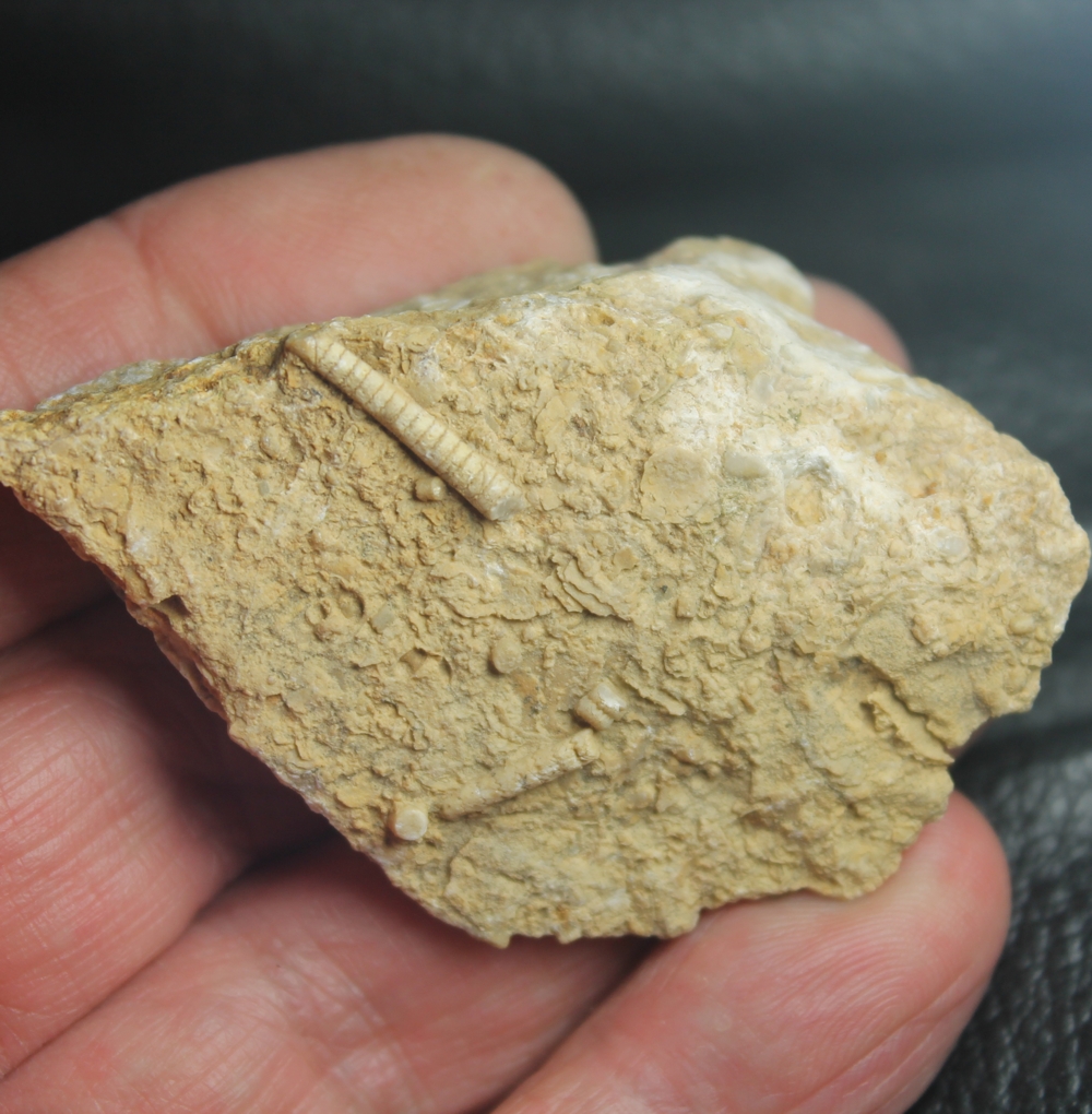Muschelkalk crinoid