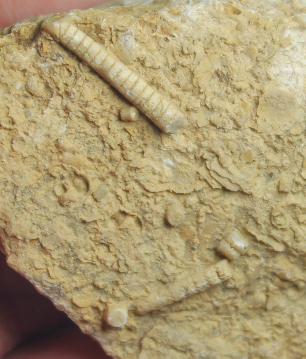 Dadocrinus