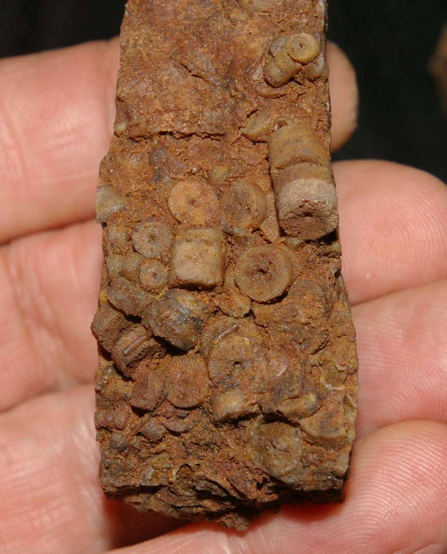  fossil Crinoids , www.amberabg.com