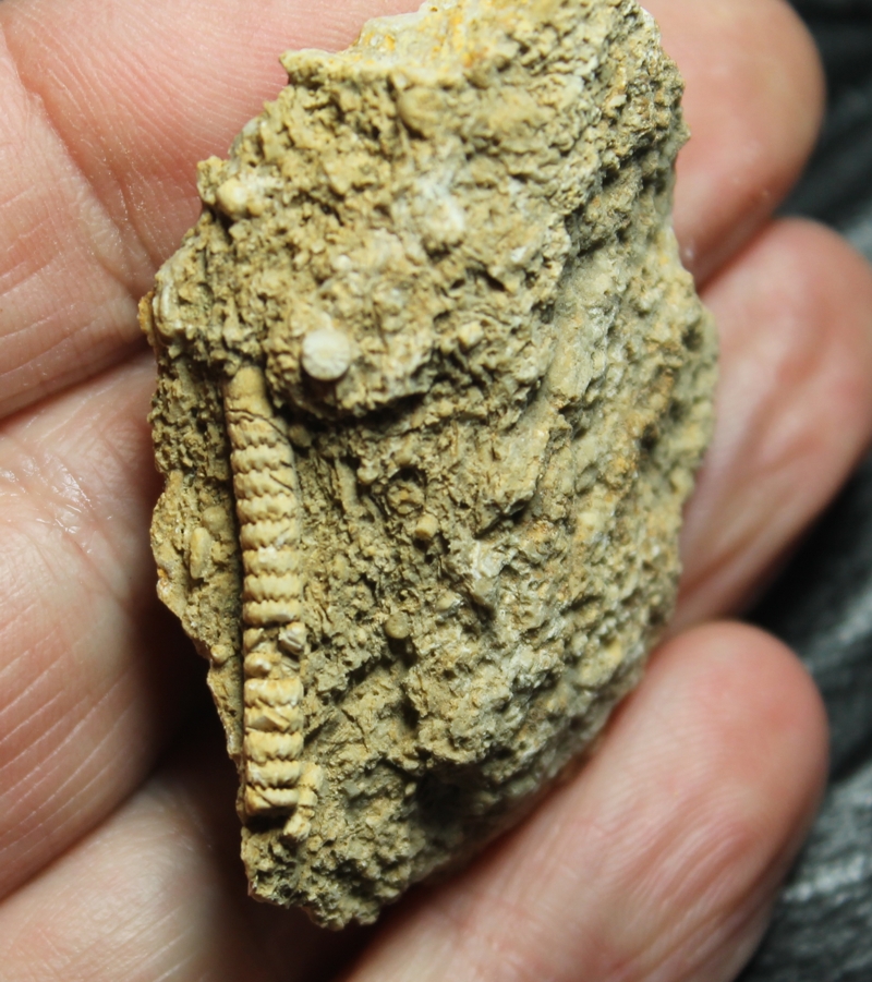  Triassic Givetian Crinoids , www.amberabg.com