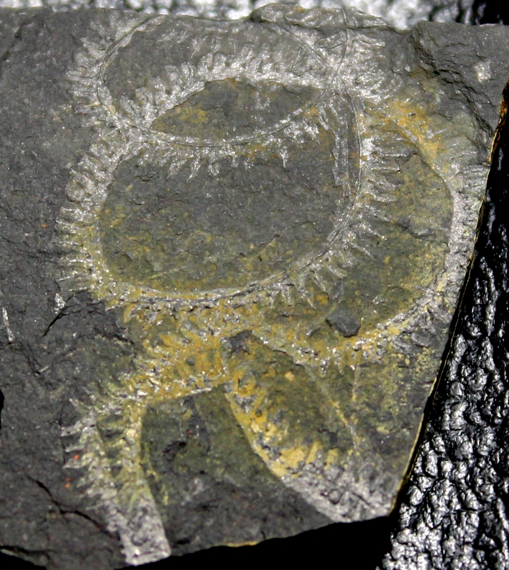 graptolite