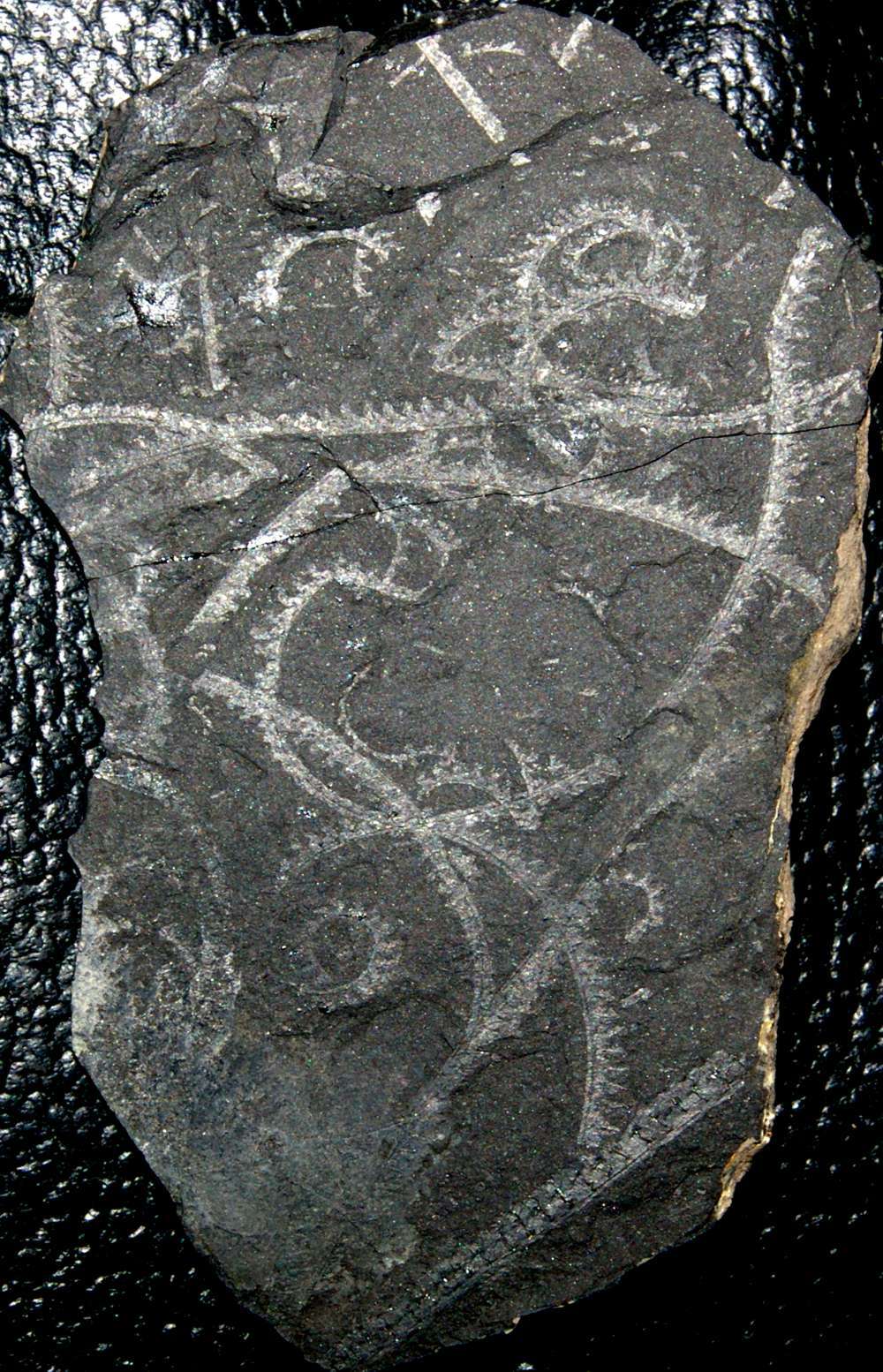 Cyrtograptus murchisoni