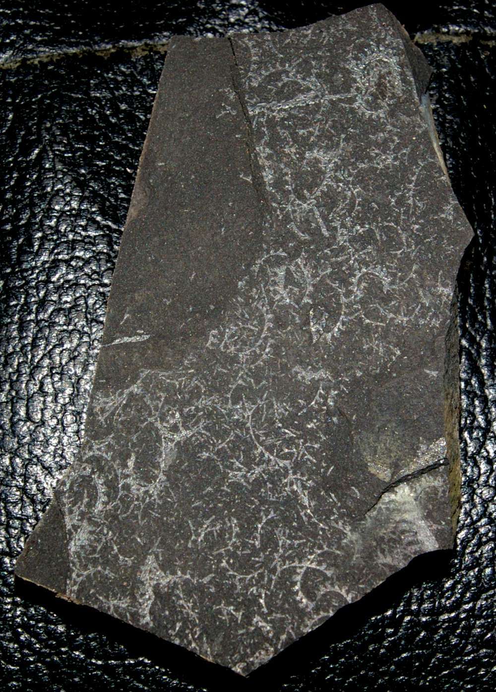 Cyrtograptus rigidus