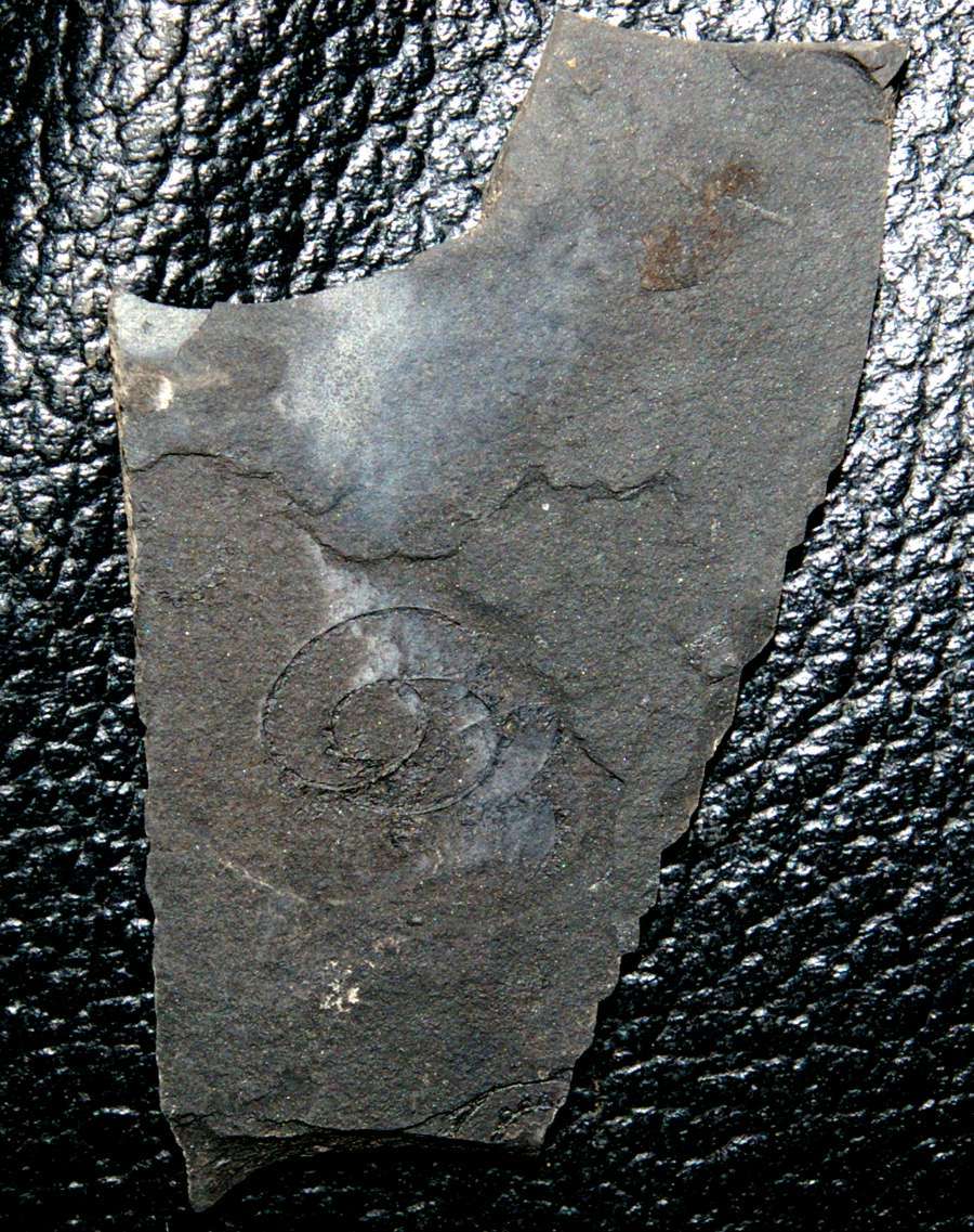 Demirastrites convolutus