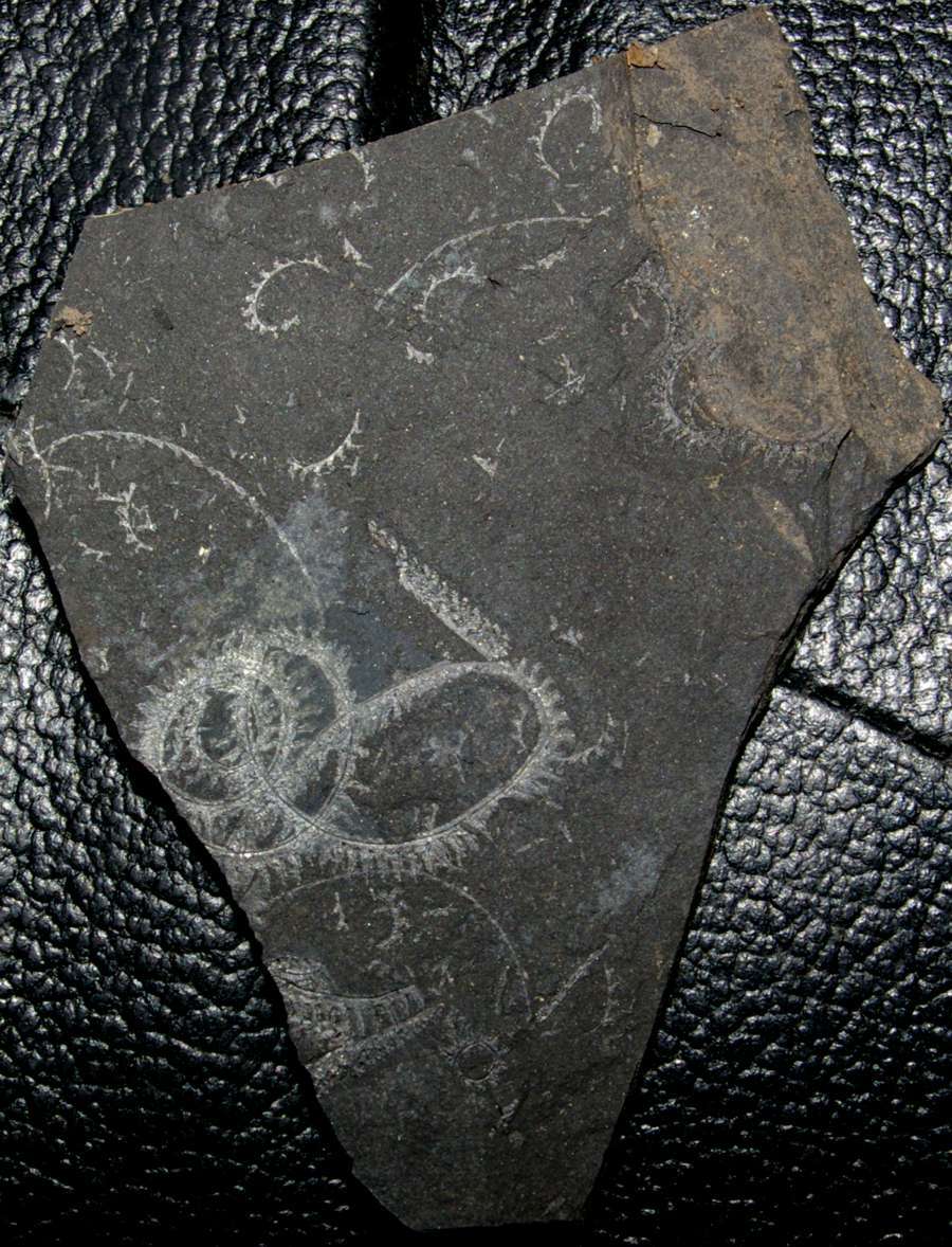  Spirograptus