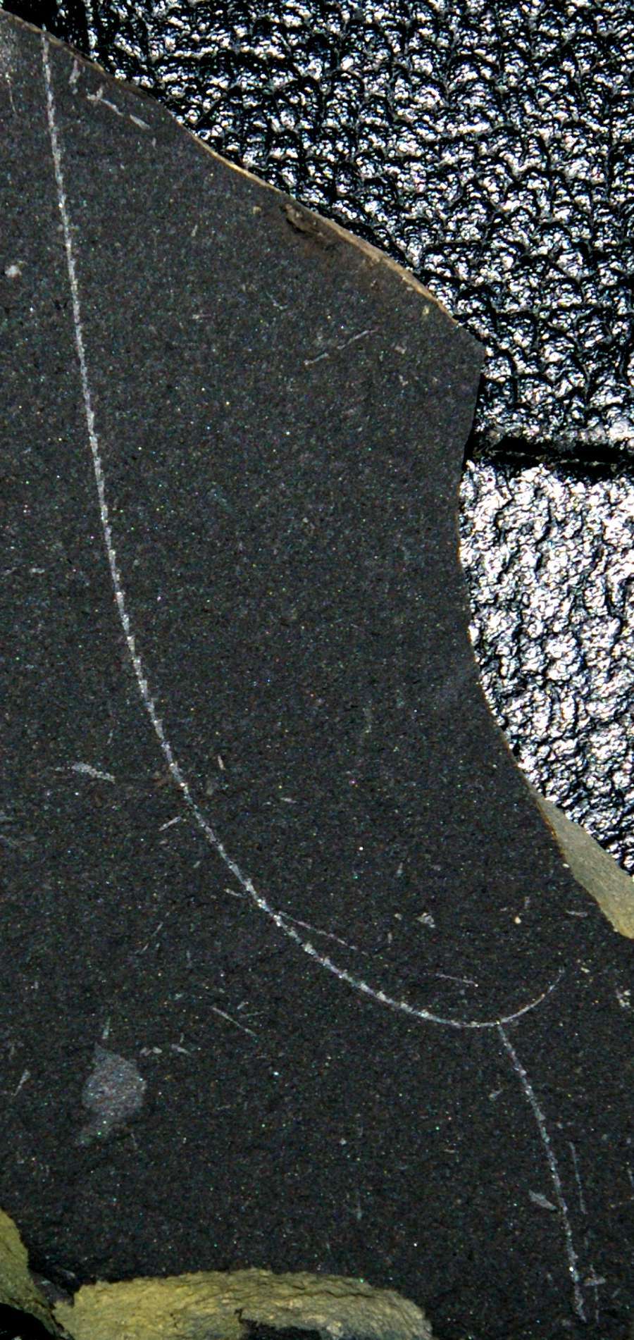 Atavograptus atavus 