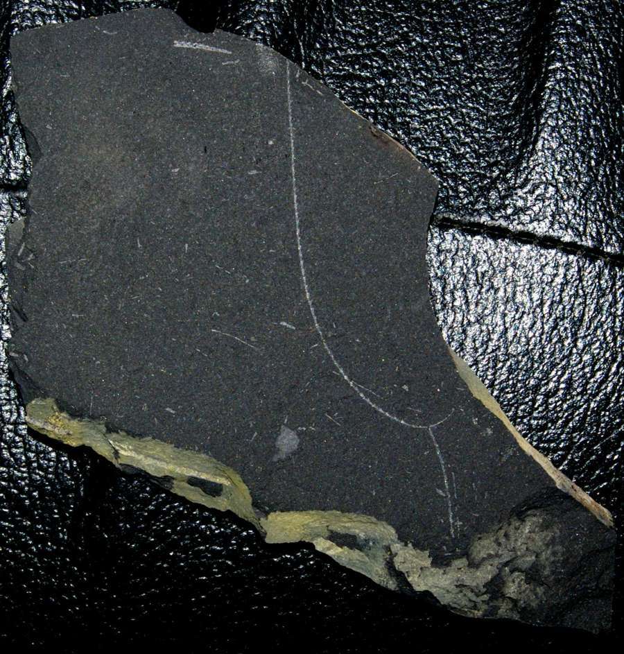 Graptolites 