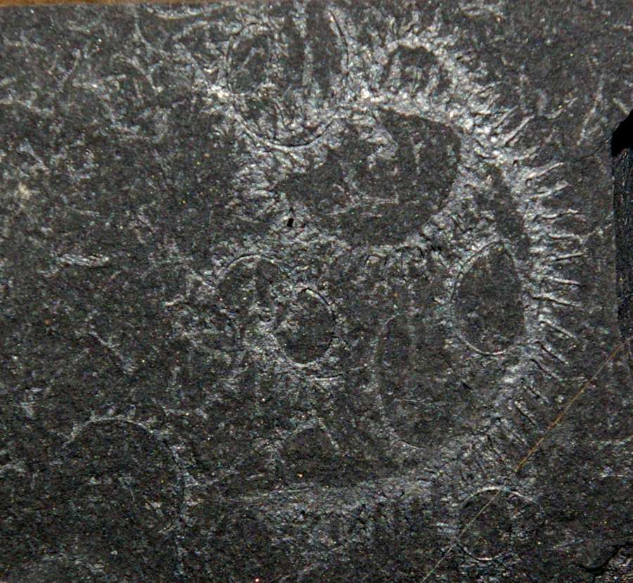 Diplograptus  