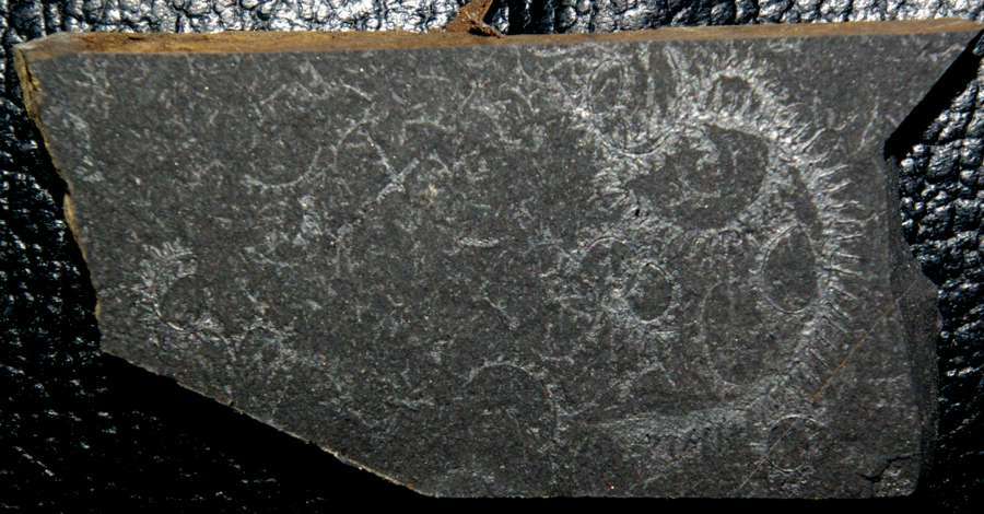 Graptolites 