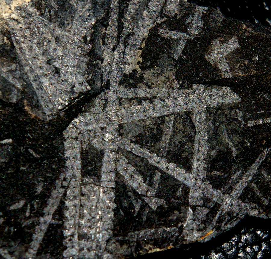 Monoclimacis vomerina  