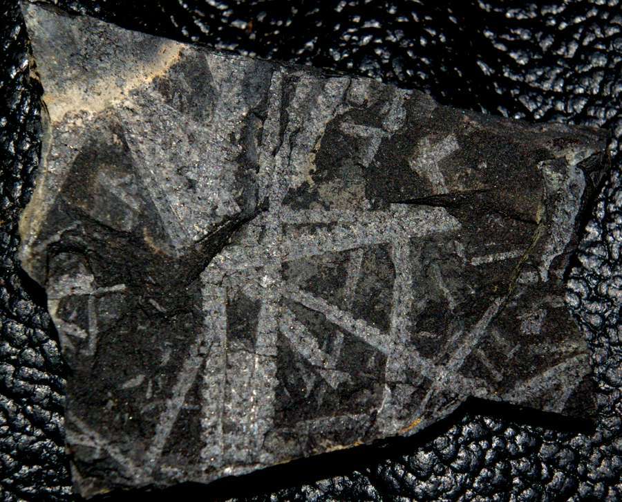 Monoclimacis vomerina 