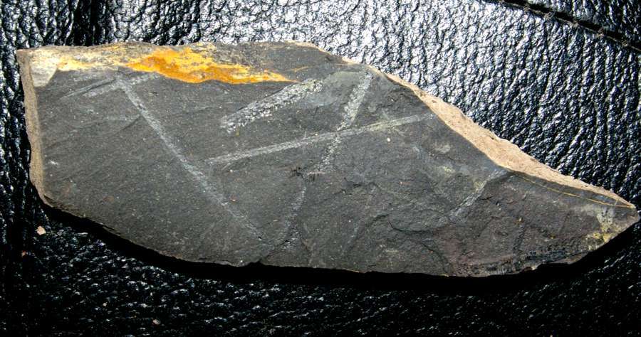 Graptolite 