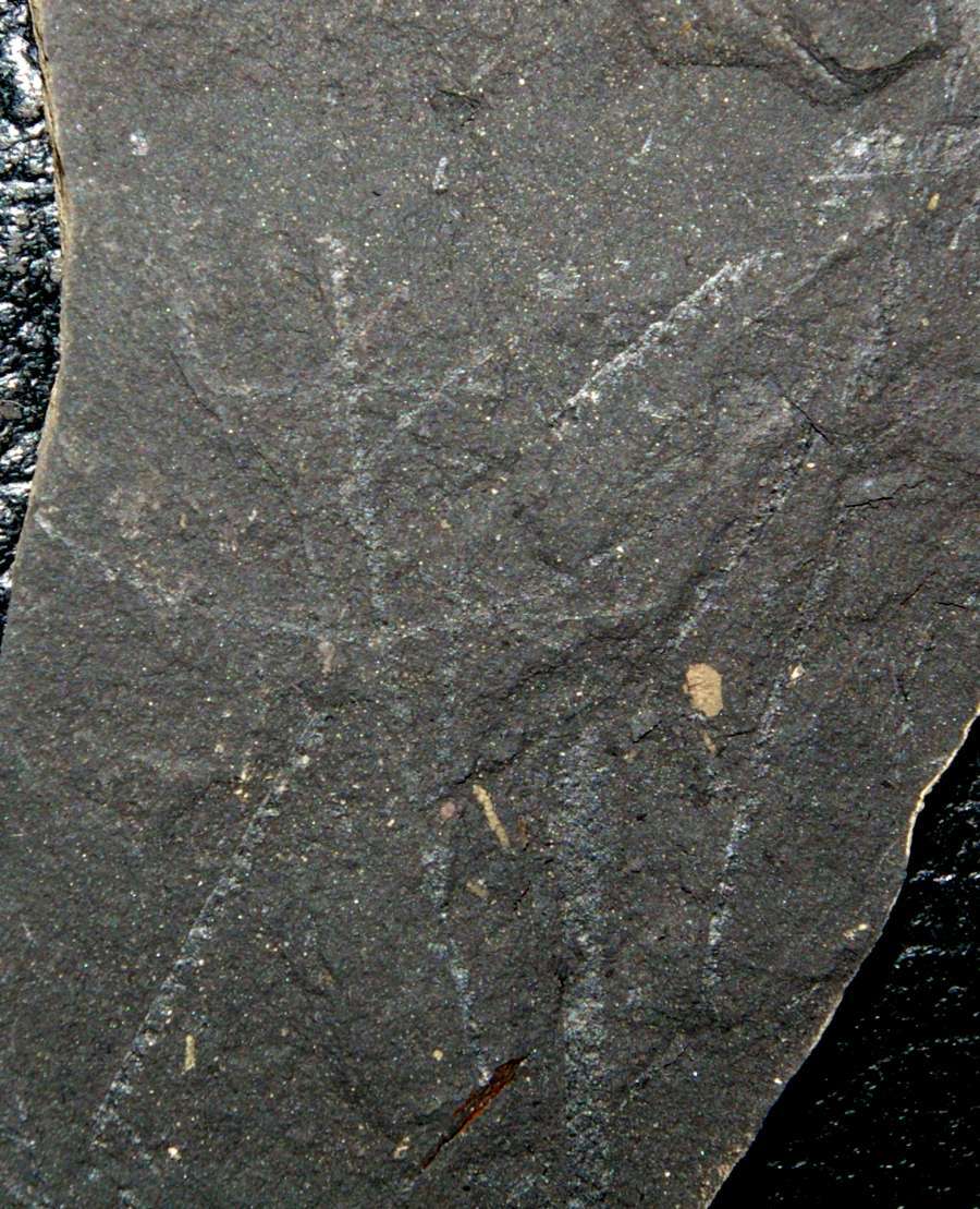Graptolite  