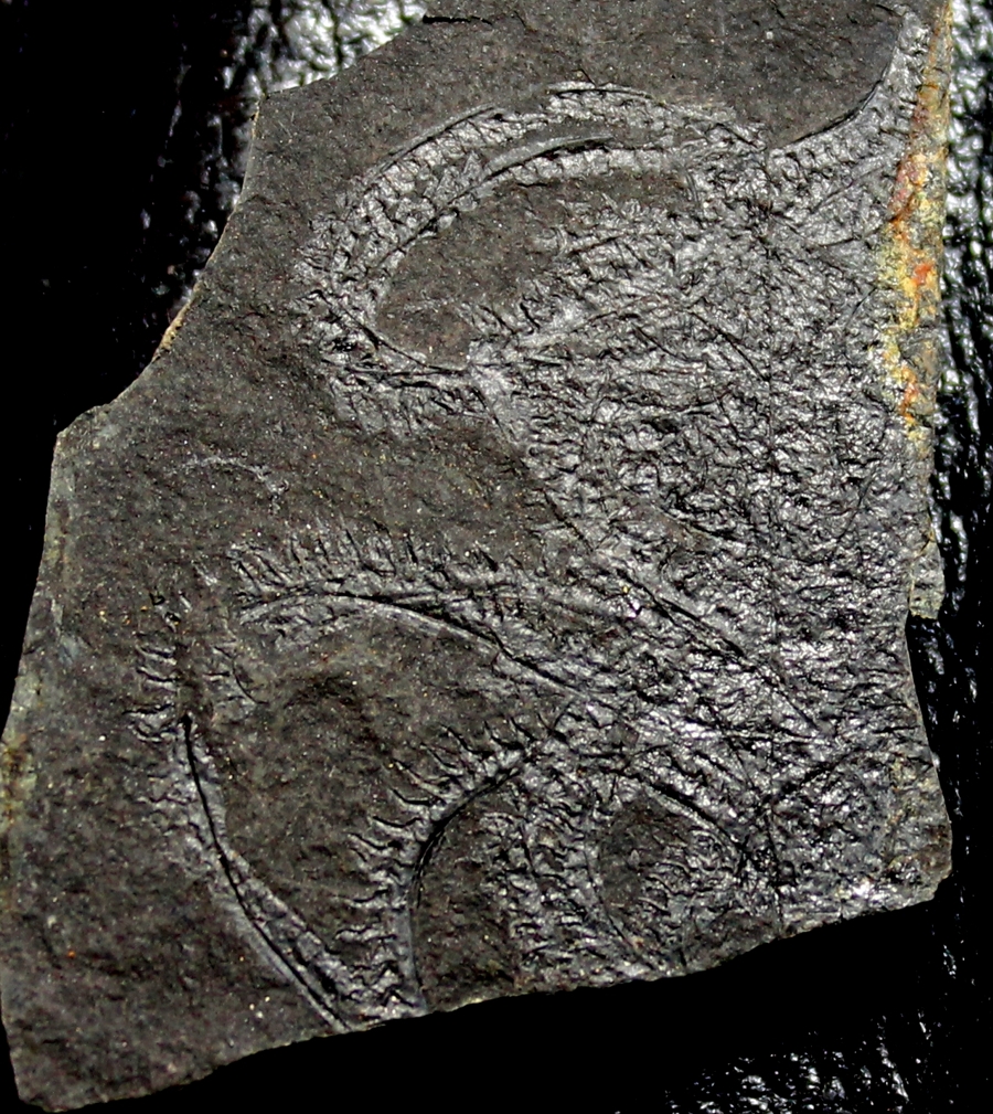 Spiral graptolite