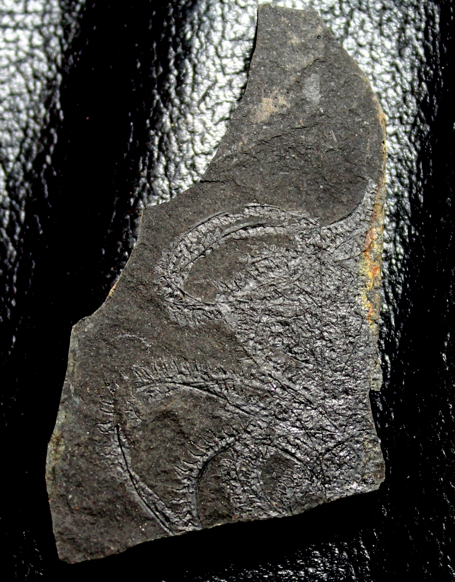 Spiral graptolite