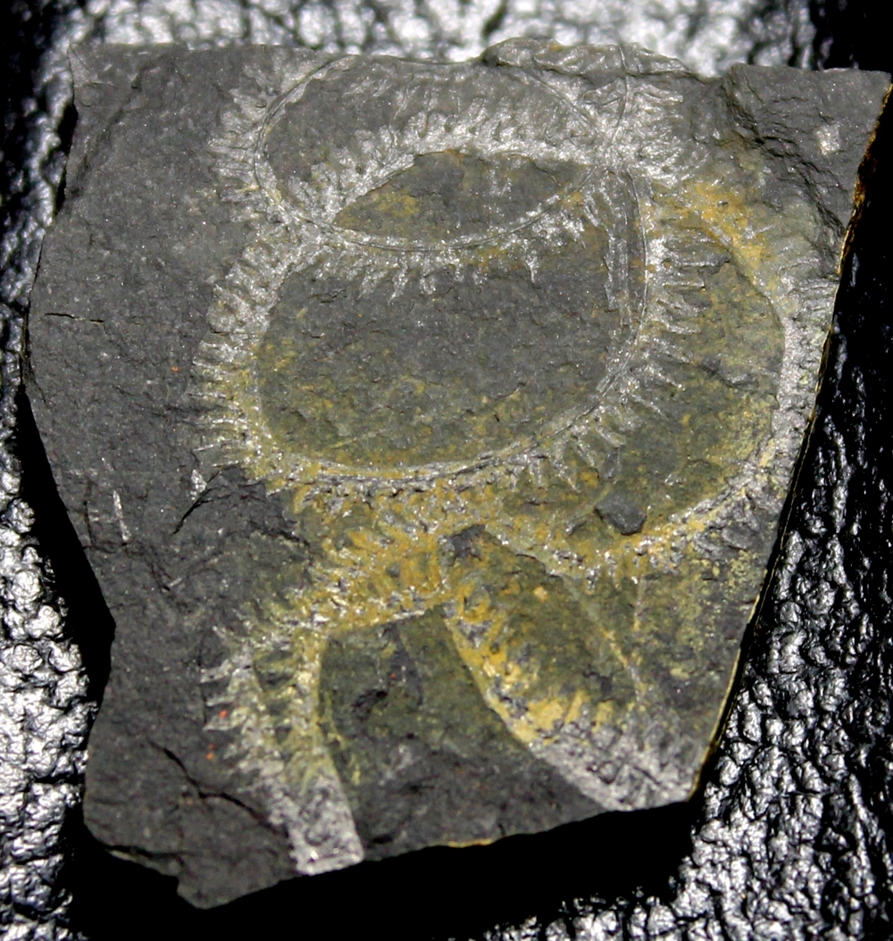 Spirograptus