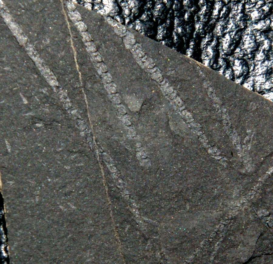 Monoclimacis hemipristis